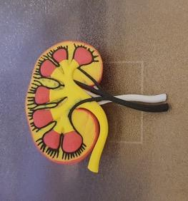 3D printed kidney cross-section model