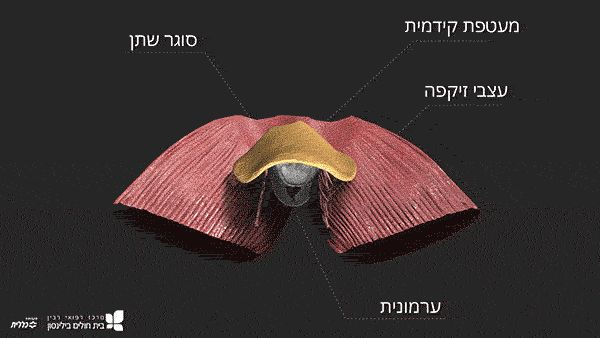 Anatomical 3D visualization