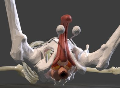 Detailed pelvic anatomy model